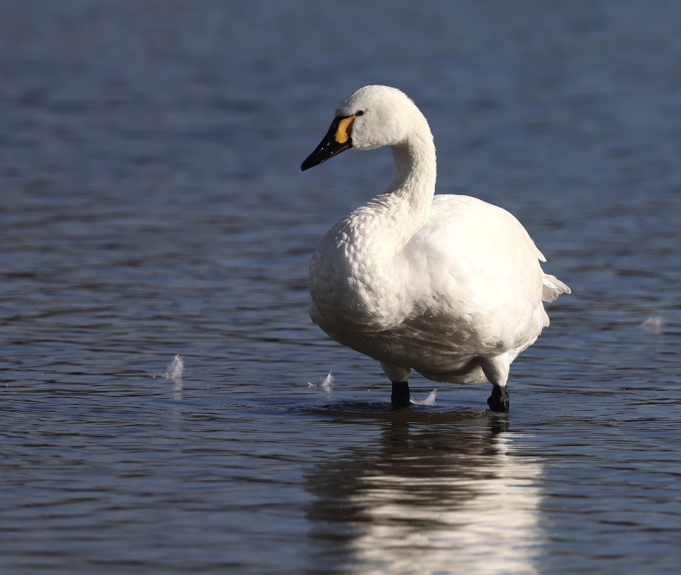 First Bewick’s swan of the winter arrives at Slimbridge